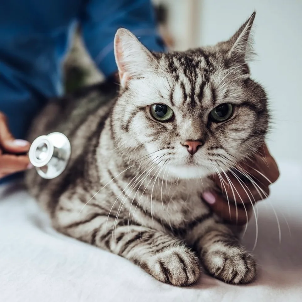Is Pet Insurance Worth It? 4 Is pet insurance worth it?