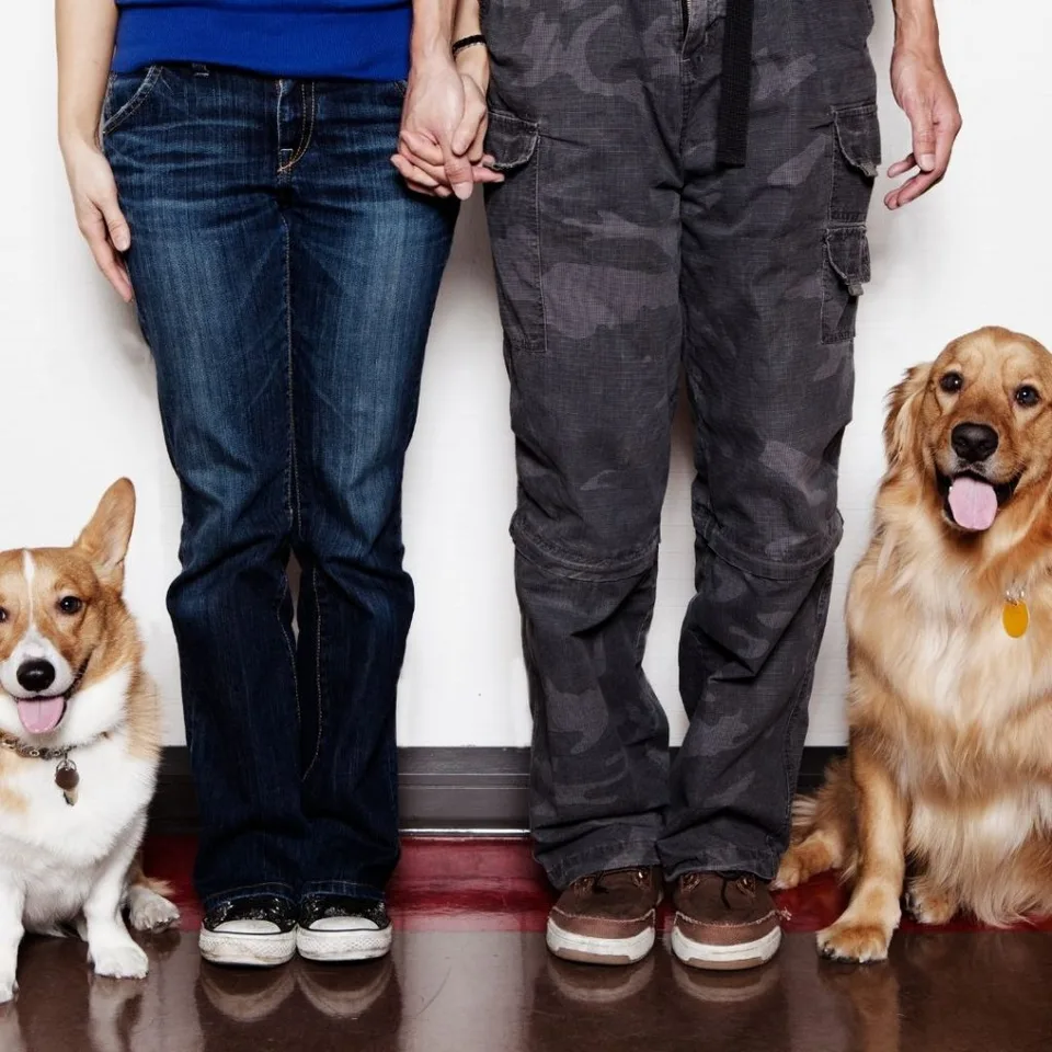 Drastic Rise in Pet Adoption and Fostering During Coronavirus Pandemic 9 Pet Adoption and Fostering Increase During Coronavirus Pandemic