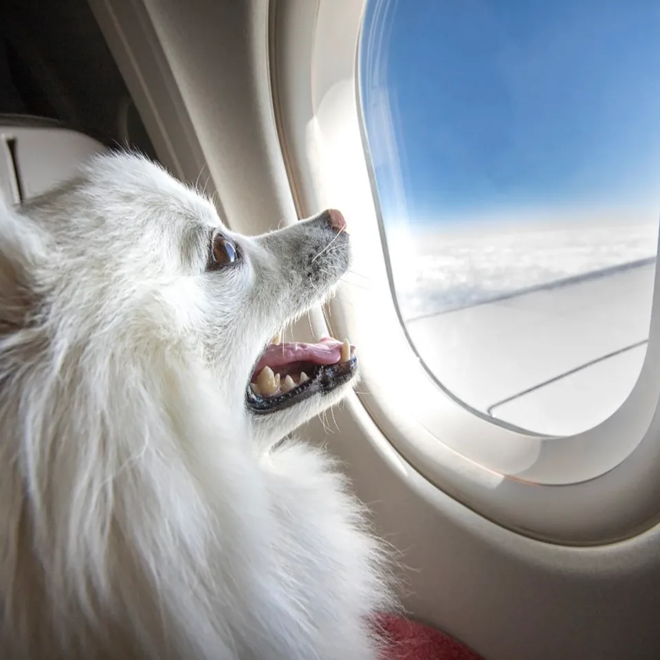 Flying with Service Animals IN US DOT Rules 1 Flying with Service Animals