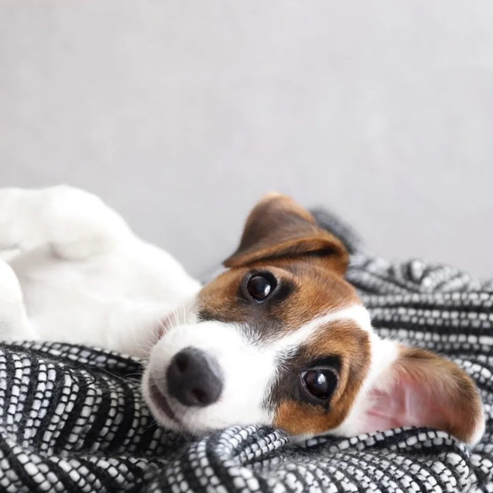Best Small Dog Breeds for Apartment Living 3 Dog Looking at you