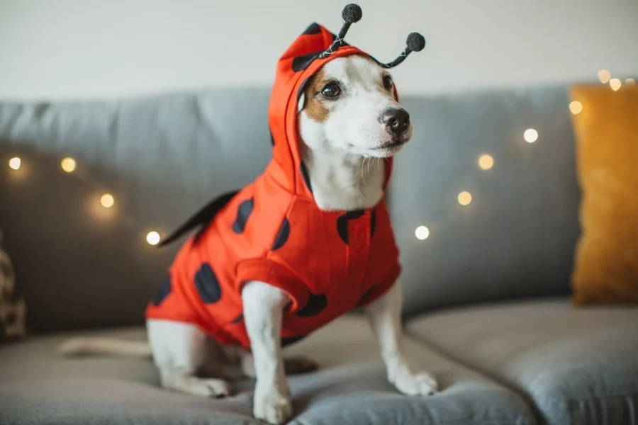 12 Easy DIY Dog Halloween Costumes