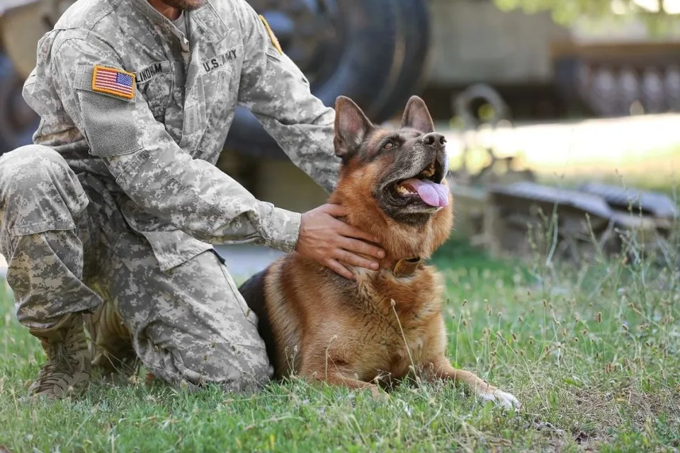 New PAWS Law Helps Veterans Obtain Service Dogs