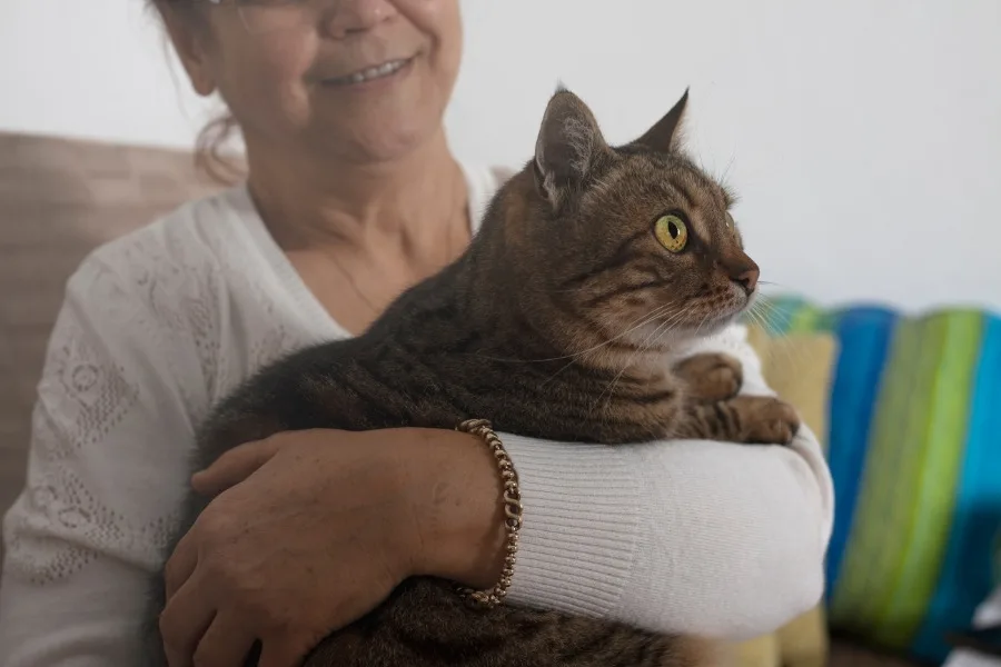 Are Emotional Support Animals Fake?