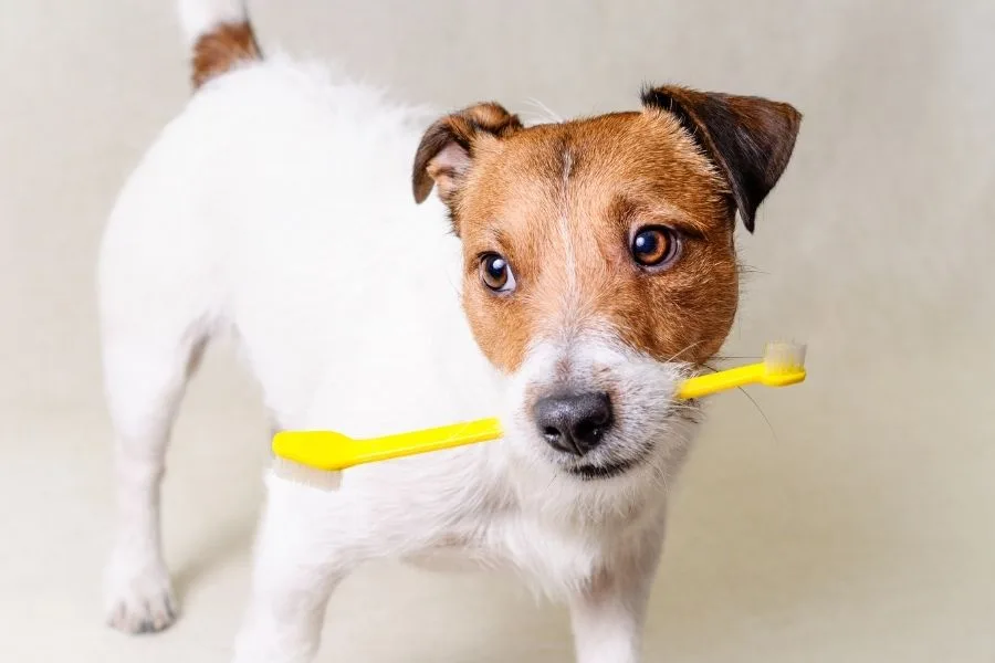How To Care For Your Dog's Teeth