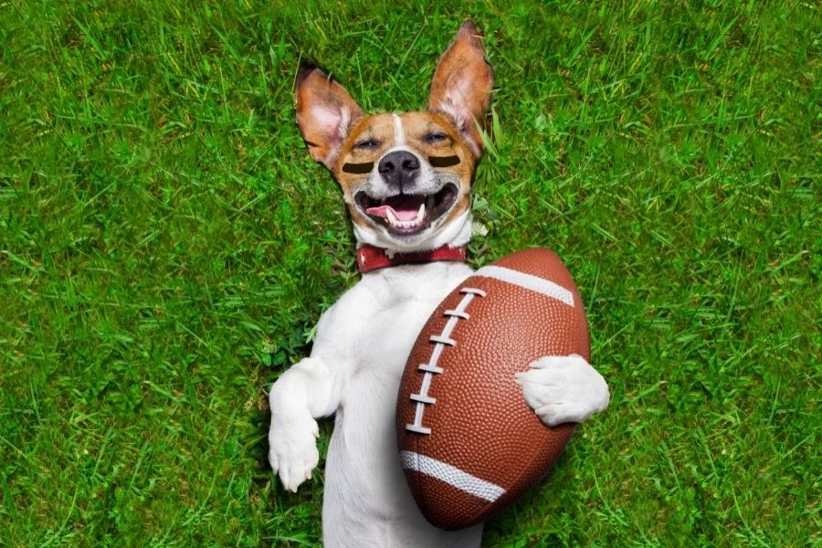 Everything You Need to Know About Puppy Bowl XVIII