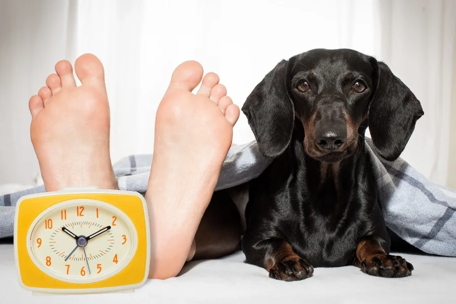 Does Time Change Affect Dogs? 6 Does Time Change Affect Dogs?