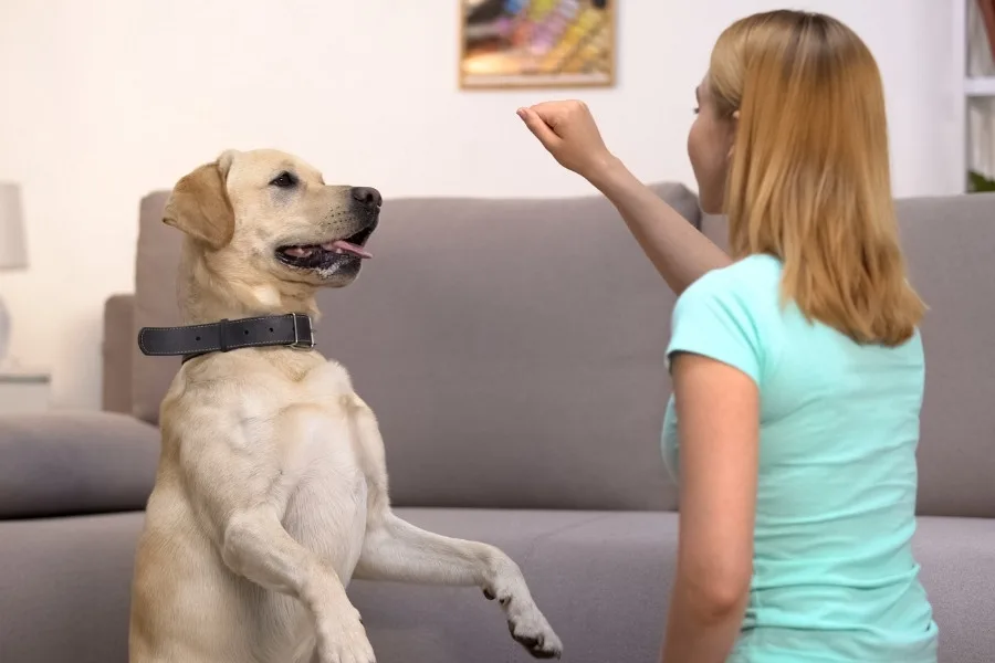 What to Expect from a Service Dog in Training
