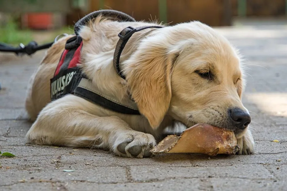 New Horizons Service Dogs and Making A Difference 1 New Horizons Service Dogs