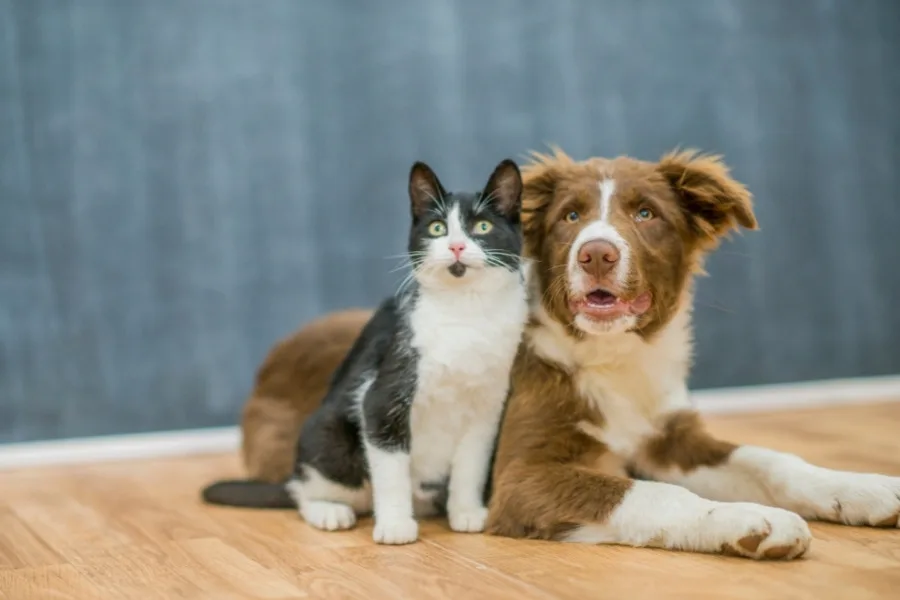 What Does Mange Mean for Your Pets? 3 What Does Mange Mean for Your Pets?