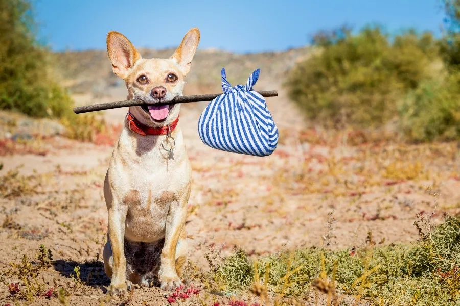 7 Simple Tips To Prevent Lost Pets! 6 7 Simple Tips to Prevent Lost Pets!
