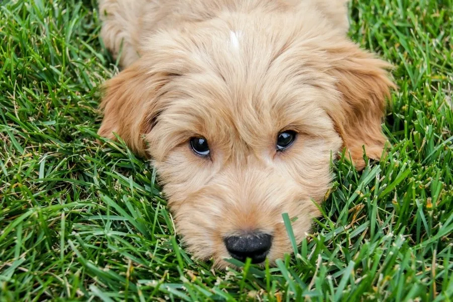 10 Things You Didn't Know About Goldendoodles! 1 10 Things You Didn't Know About Goldendoodles!