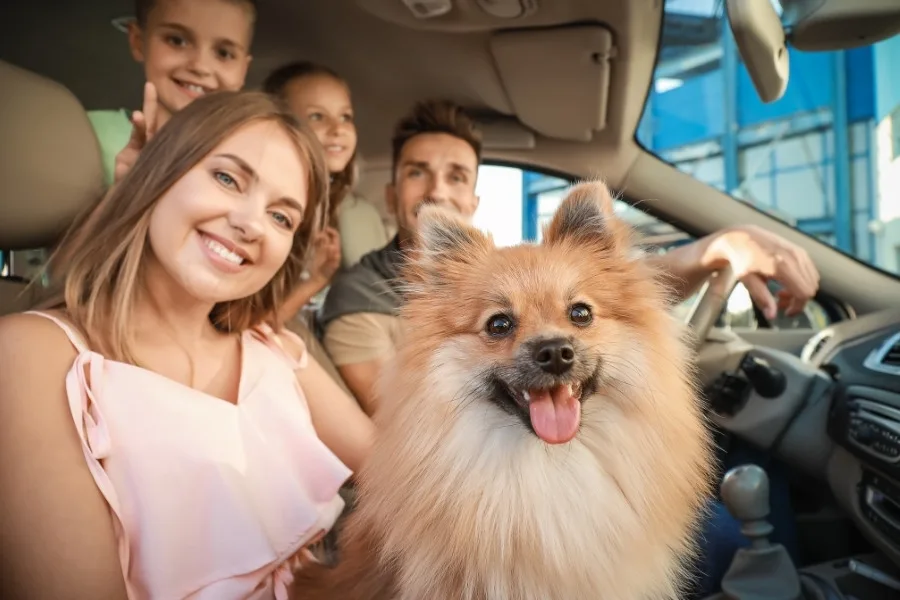A Complete Guide to Traveling With Your Dog