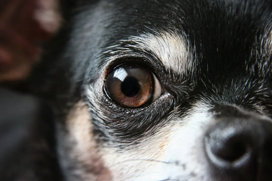 How Dogs See the World 9 How Dogs See the World