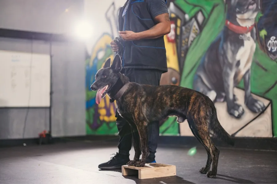 Dog Obedience Training in 15 Min a Day