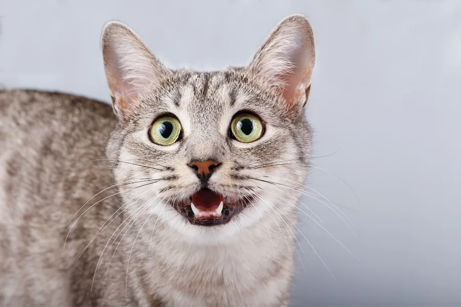 Deciphering Cat Code: What is Your Kitty Really Saying? 8 Deciphering Cat Code