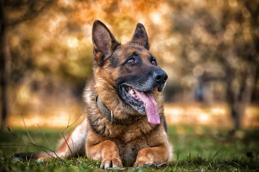 8 Reasons To Own A German Shepherd 4 8 Reasons to Own a German Shepherd