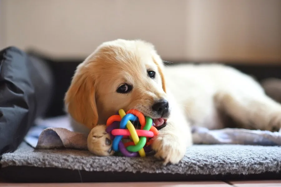 12 Indoor Dog Games for Winter Days 5 12 Indoor Dog Games for Winter Days