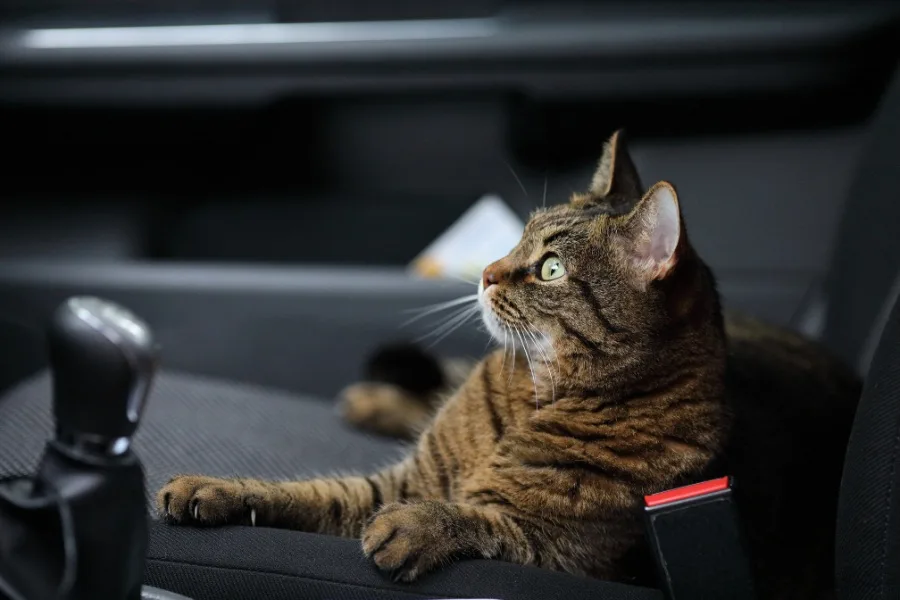 How to Prevent Your Cat from Getting Car Sick 8 How to Prevent Your Cat from Getting Car Sick