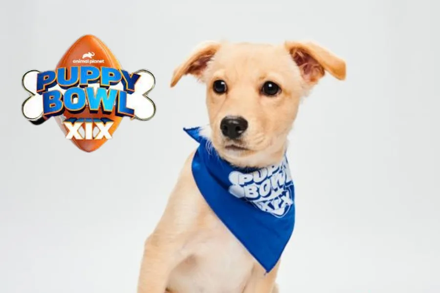 The Fur-1-1 on Puppy Bowl XIX! 2 Puppy Bowl XIX