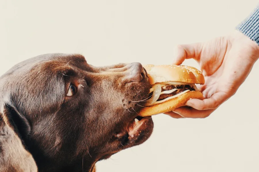 Can My Dog Eat Human Foods? 2 Can My Dog Eat Human Foods?