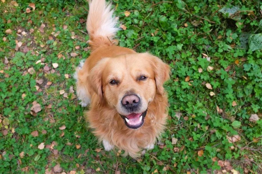 Do Golden Retrievers Make Good Service Dogs?