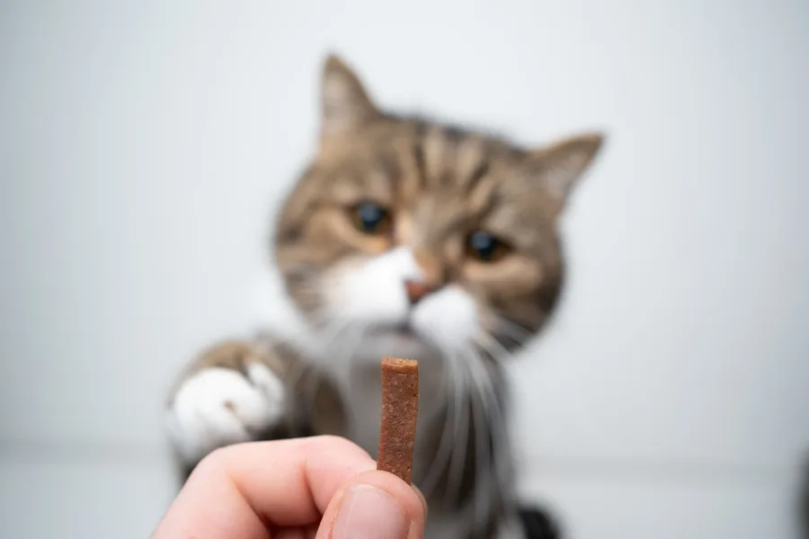 Why Do Cats Like Catnip? 3 Why Do Cats Like Catnip?