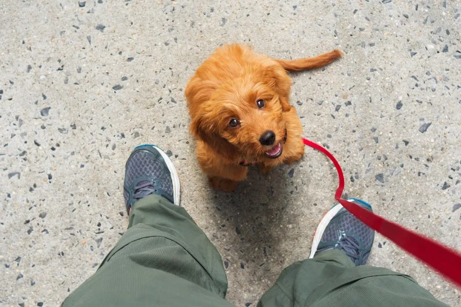 How To Potty Train a Puppy
