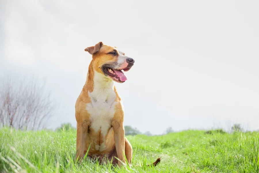Is My Dog Healthy?