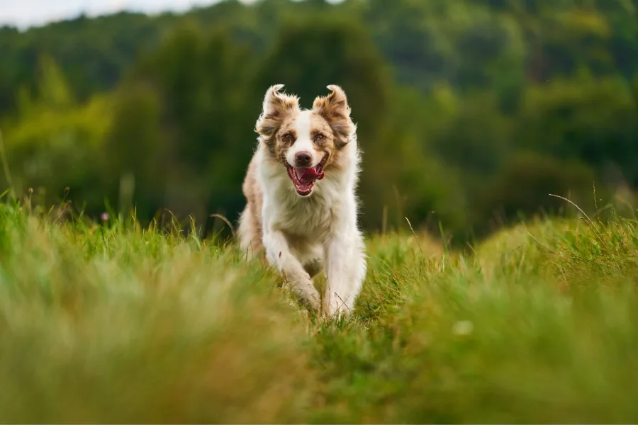 Is My Dog Healthy?