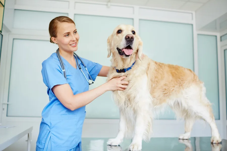 Is My Dog Healthy?