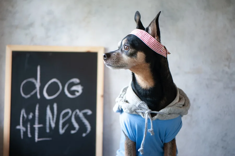 Is My Dog Healthy?