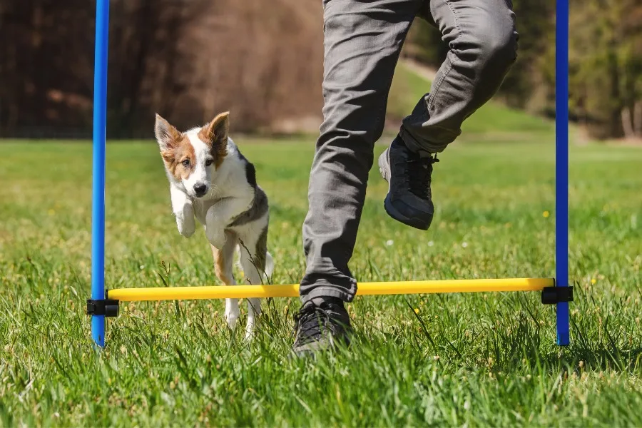 Is My Dog Healthy?