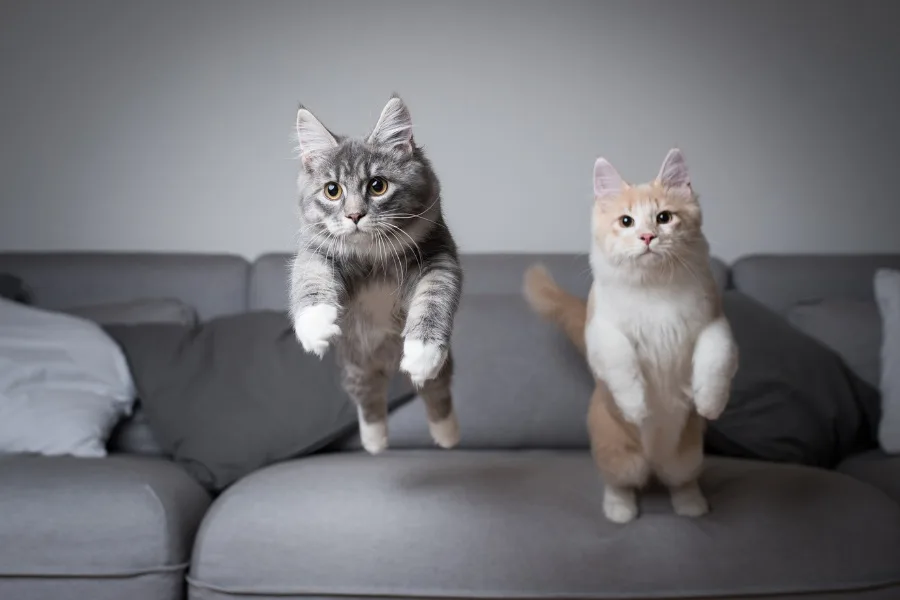 Do Cats REALLY ... ?