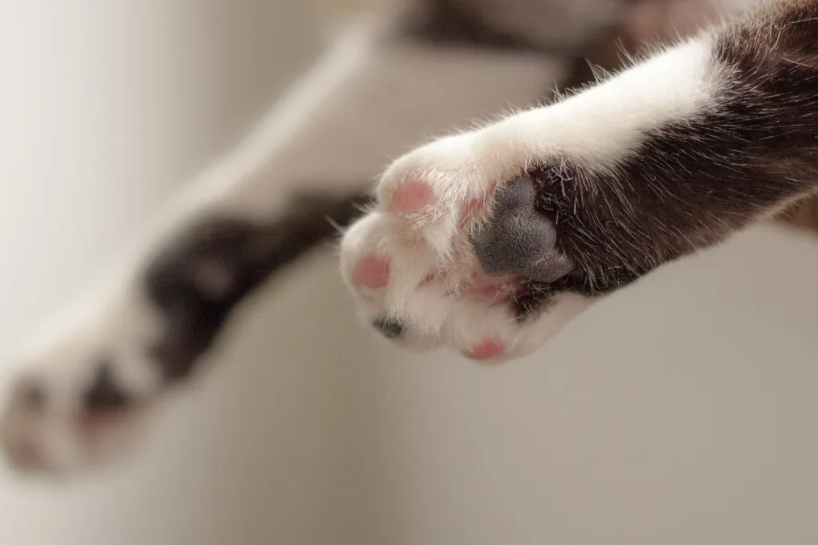 Do Cats REALLY ... ?