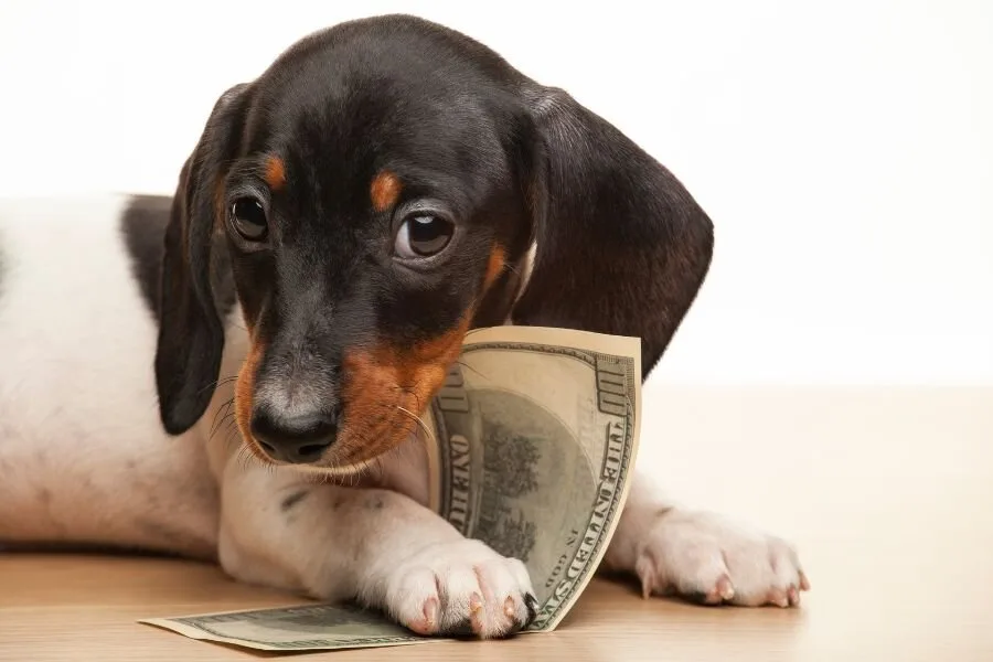 The Typical Cost of a Dog Per Year (And How to Save on Fees) 9 Cost of a Dog Cover Photo