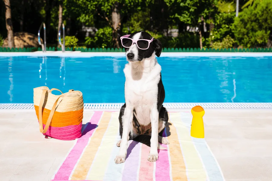 Can My Emotional Support Animal Come to a Water Park with Me? 24 ESAs and Water Parks Cover
