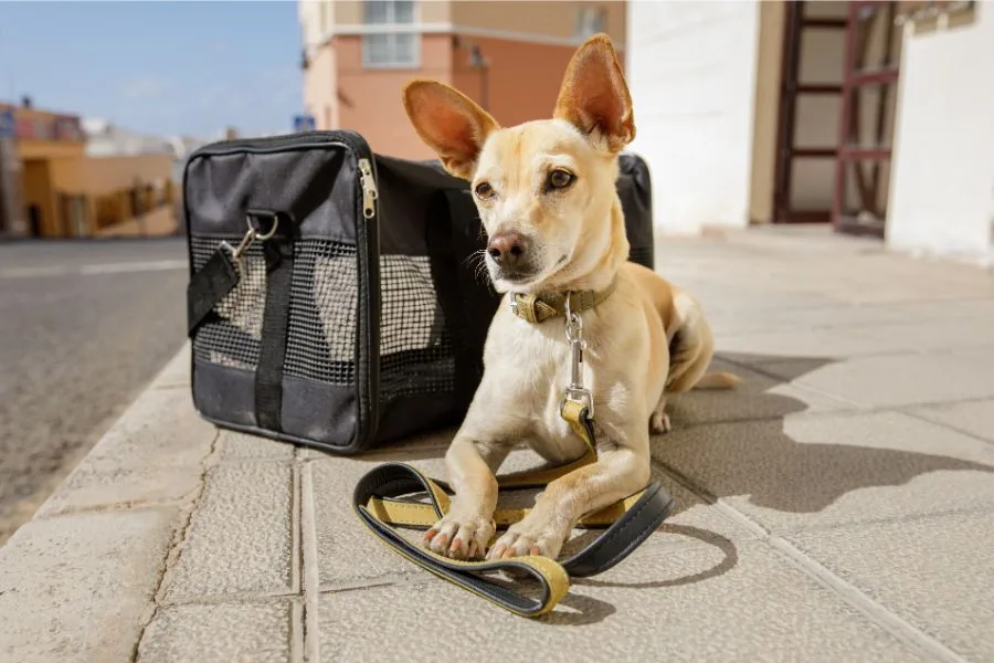 2023 Service Animal Travel Guide for United Airlines 14 United Airlines Service Animal Policy Cover Photo
