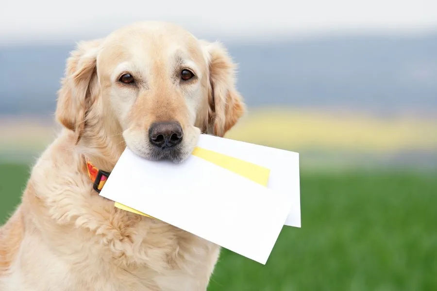 Can I Get My ESA Letter Free? Understanding the Realities 1 ESA Letter Free Cover