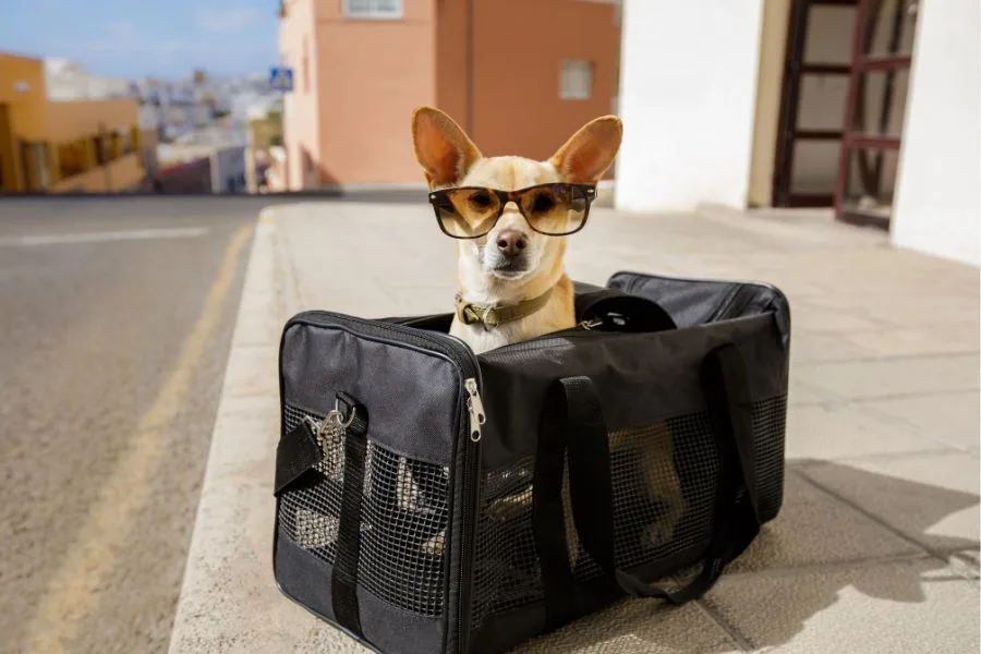 New American Airlines Pet Policy Could Be a Big Money Saver 3 American Airlines Pet Policy cover photo