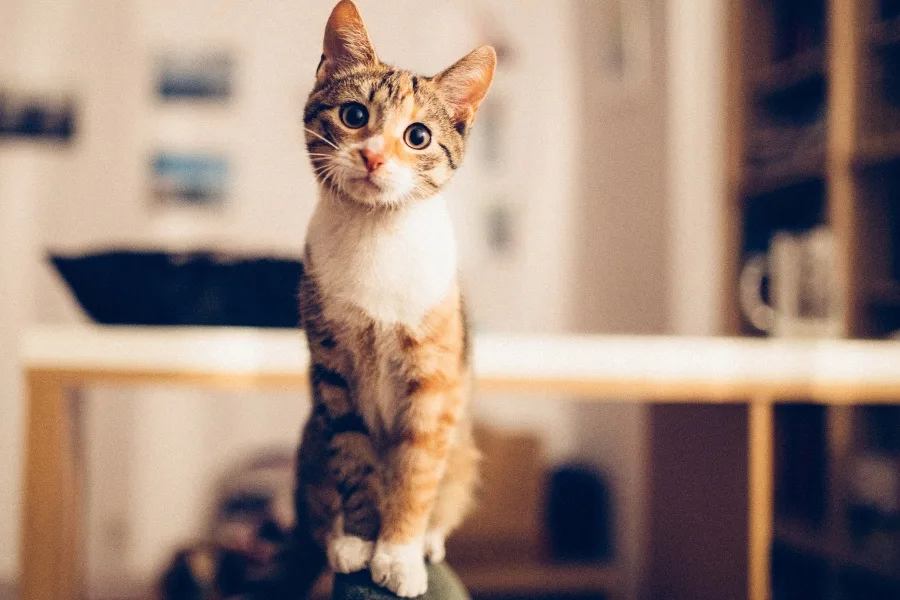 Do Cats REALLY ... ?