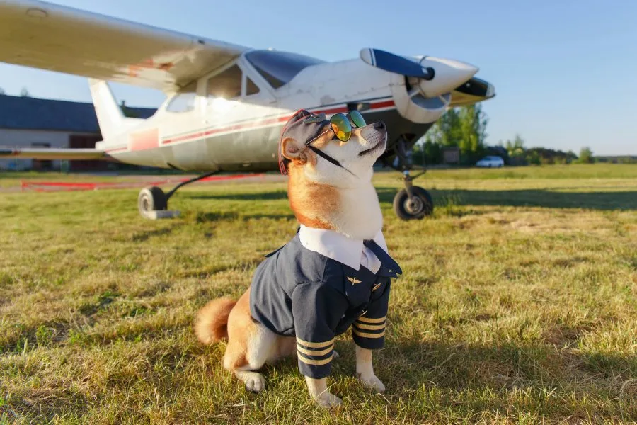 Can Emotional Support Dogs Fly Free?