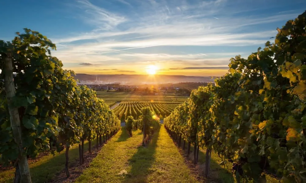 Rows of vines mark a vineyard near Rehoboth Beach, Delaware, at sunset