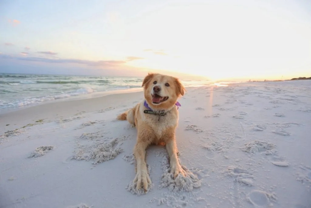 Dog on Beach