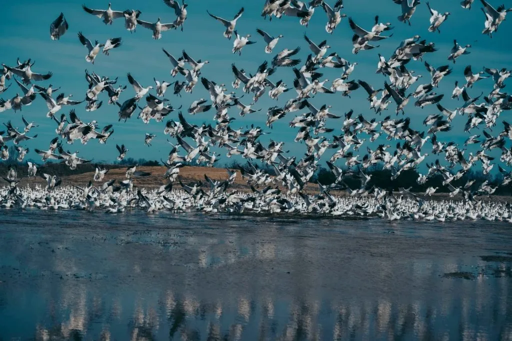 ducks flying