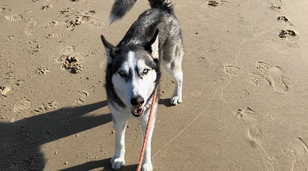 Sky the inn keeper dog walking