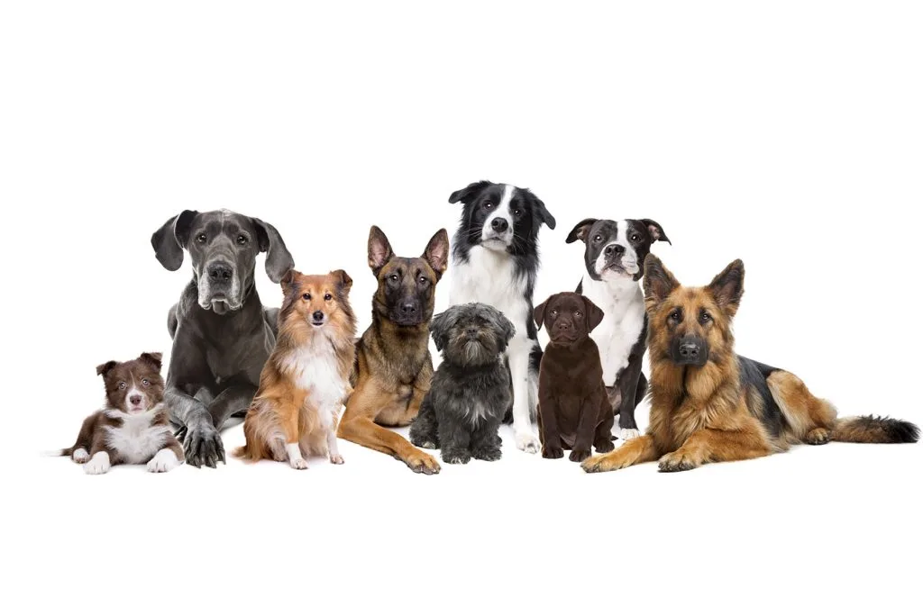Dog-friendly-hotel-rehoboth-beach