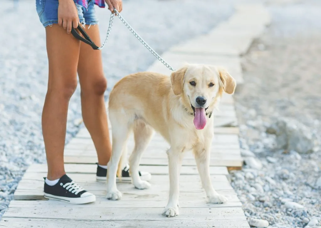 Dog walking