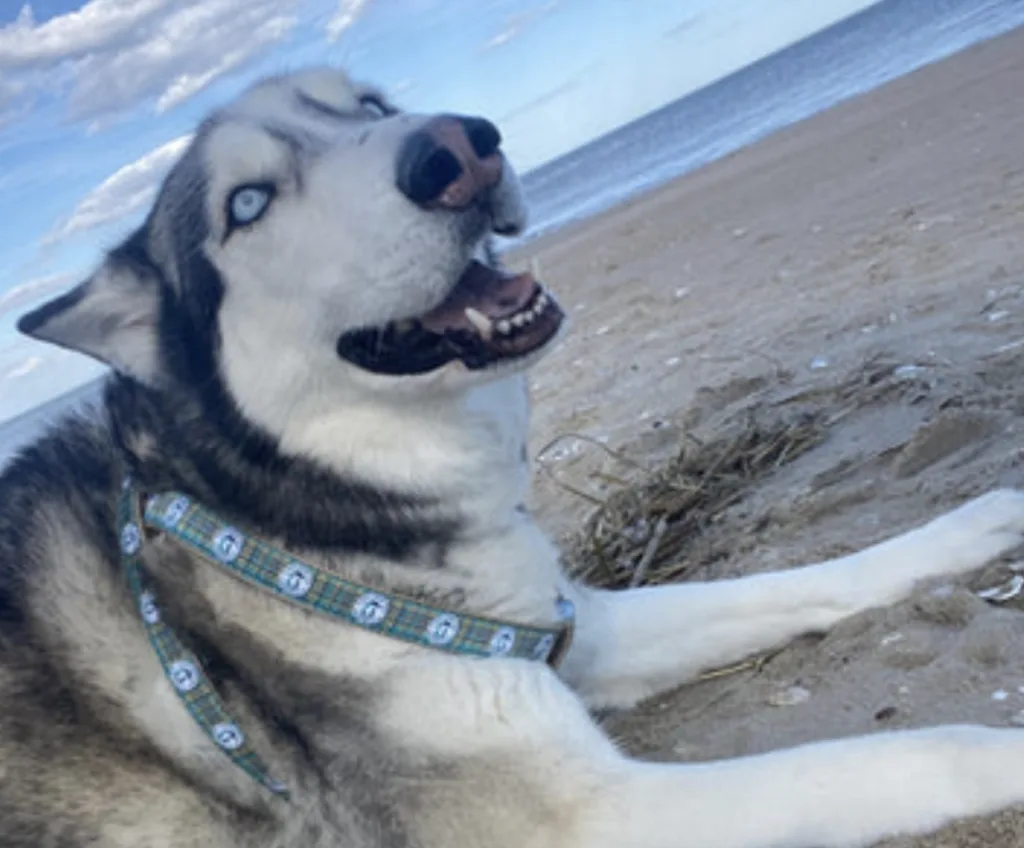 canalside inn's sky wearing dog collar and harness