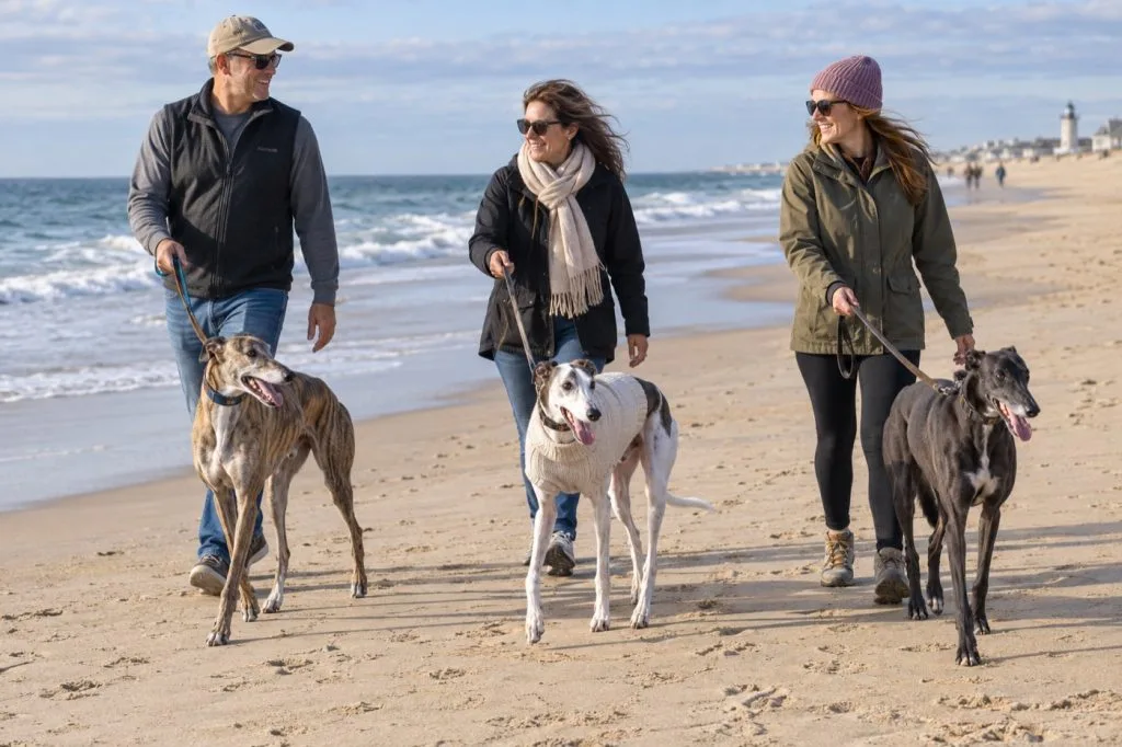 Three greyhounds walking with their owners on Rehoboth Beach in October