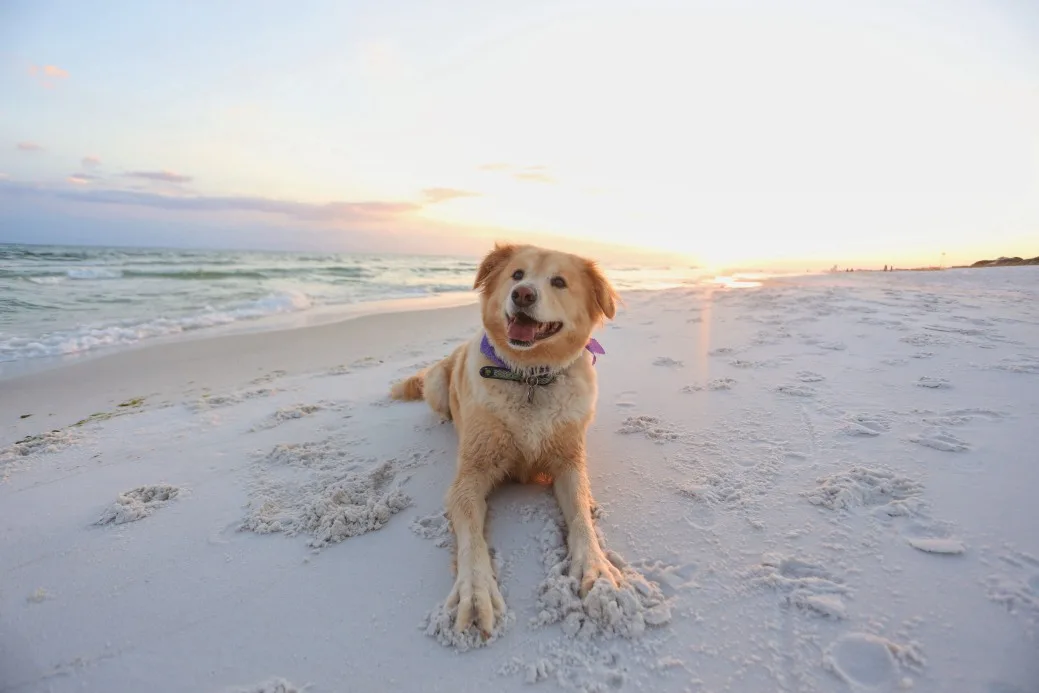 Dog on Beach